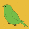 kiwibird