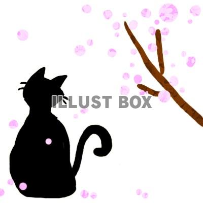 黒猫さんシリーズ、桜