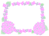ピンクの紫陽花　四角