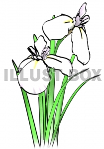 真っ白な菖蒲の花