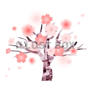 桜の木●年賀状●