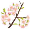 【透過PNGイラスト】　桜の花とつぼみの枝03
