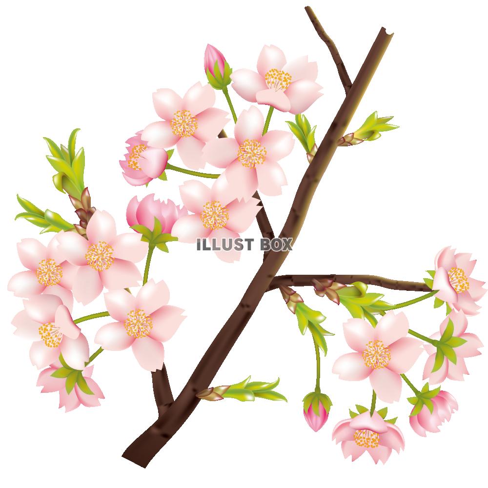 【透過PNGイラスト】　桜の花とつぼみの枝03