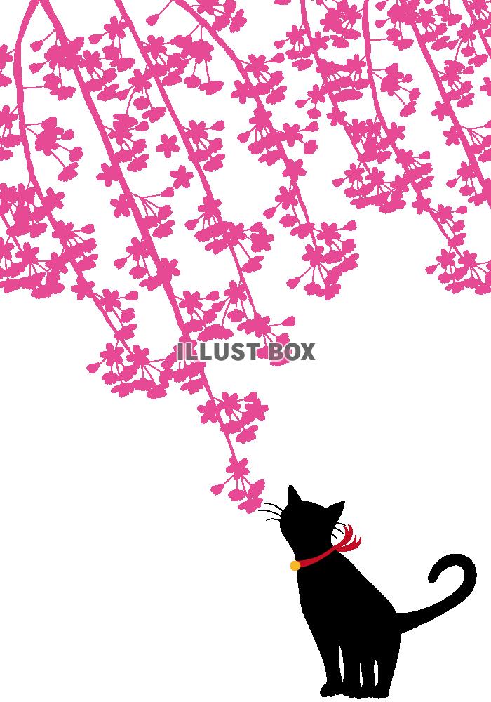 【透過PNGイラスト】　しだれ桜と猫