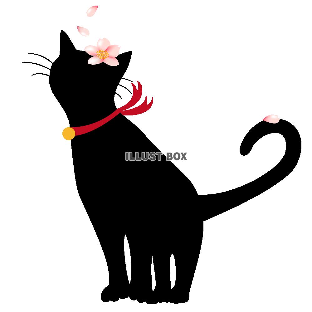 【透過PNGイラスト】　黒猫と桜の花びら