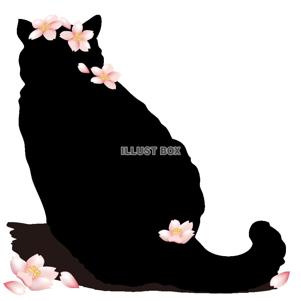 【透過PNGイラスト】　黒猫と桜の花びら02