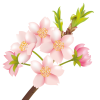 【透過PNGイラスト】　桜の花04
