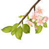 【透過PNGイラスト】　桜の花08　葉桜