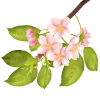 【透過PNGイラスト】　桜の花09　葉桜