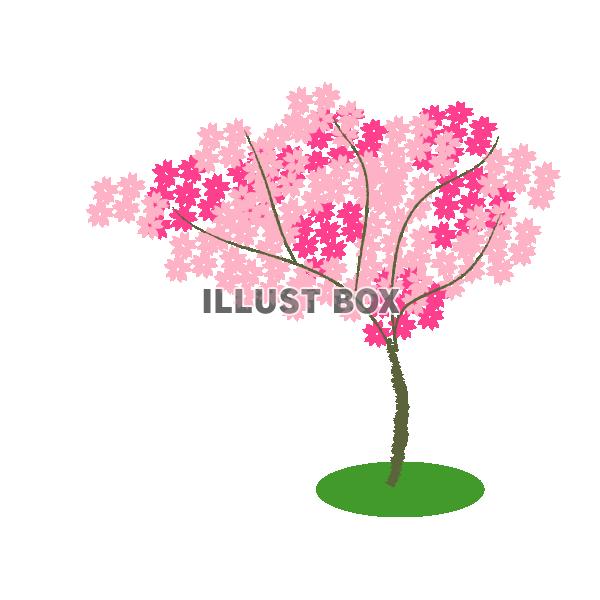 桜の木（PNG)