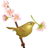 【透過PNGイラスト】　桜の花とウグイス（鶯）02