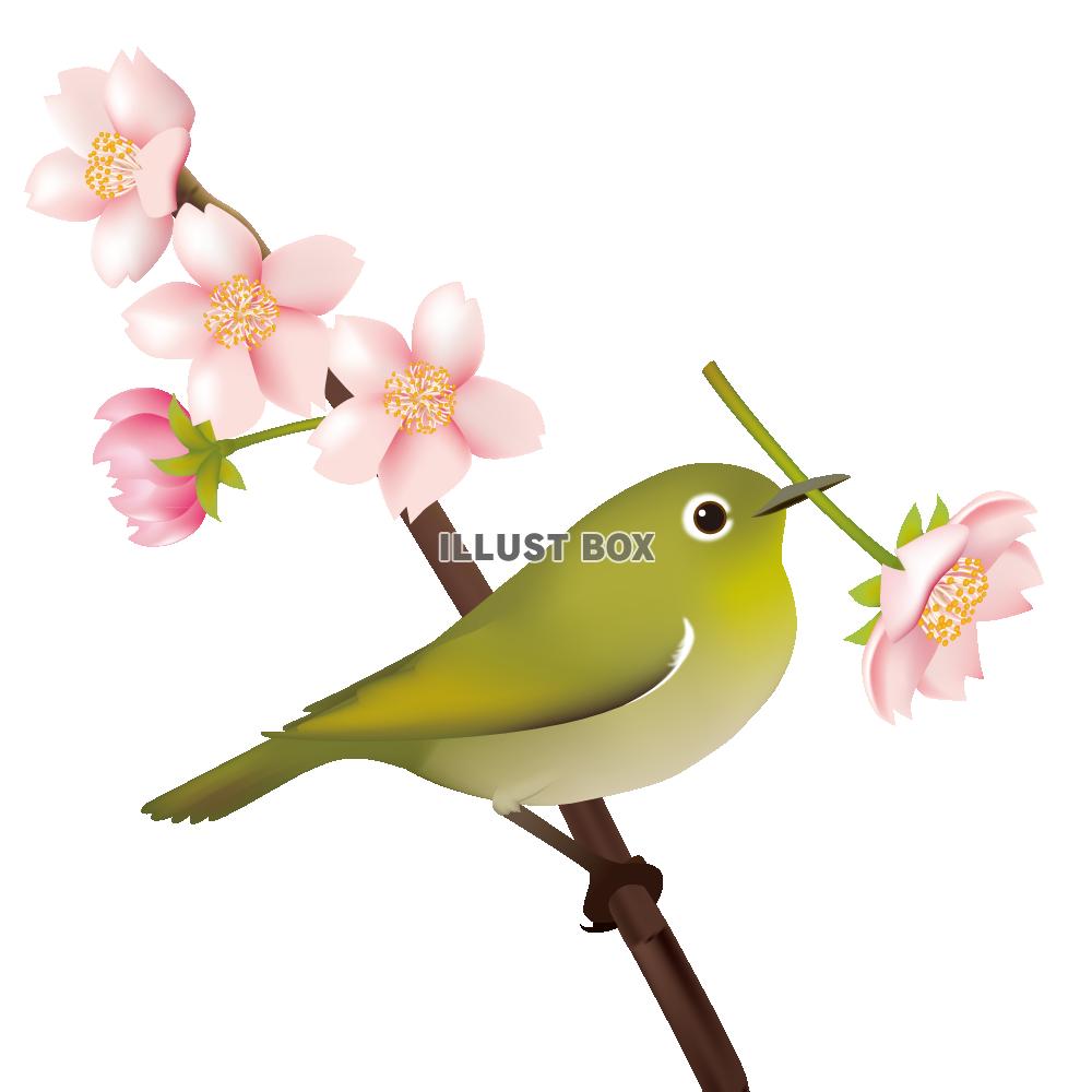 【透過PNGイラスト】　桜の花とメジロ（目白）02　（ウグイ...