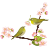 【透過PNGイラスト】　桜の花とメジロ（目白）03　（ウグイスではありません）