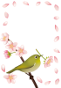 【枠・フレーム素材　透過PNG】　桜の花とメジロ（目白）　02