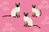可愛いピンクの背景のシャム猫のイラスト