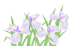 菖蒲の花６・薄紫