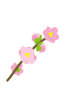梅の花のPNG透過素材