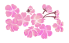 桜の花の房の透過PNGイラスト