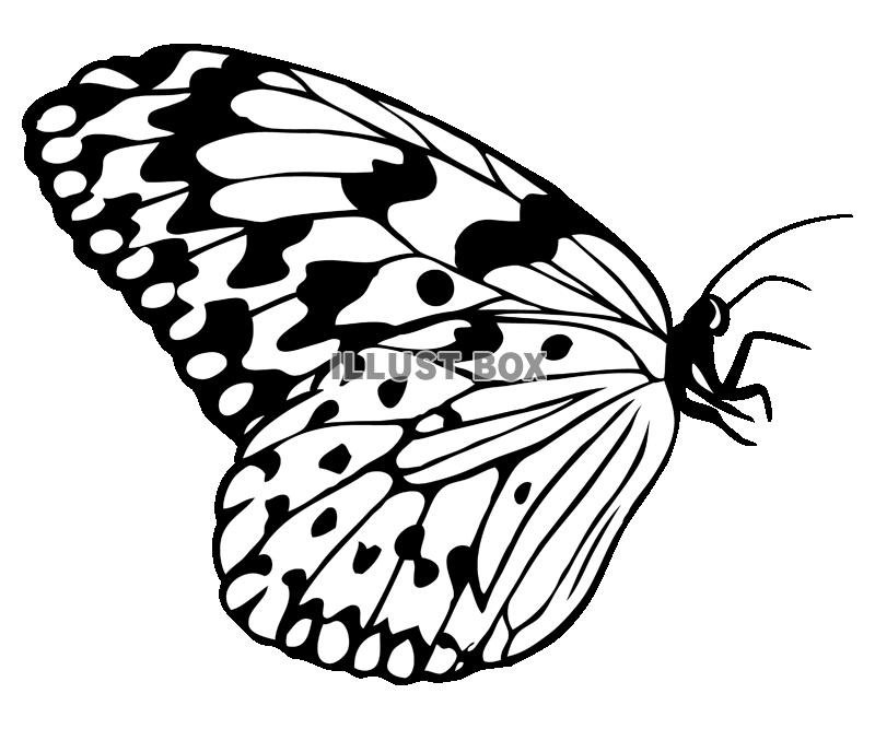 シルエット蝶（オオゴマダラ）横向き