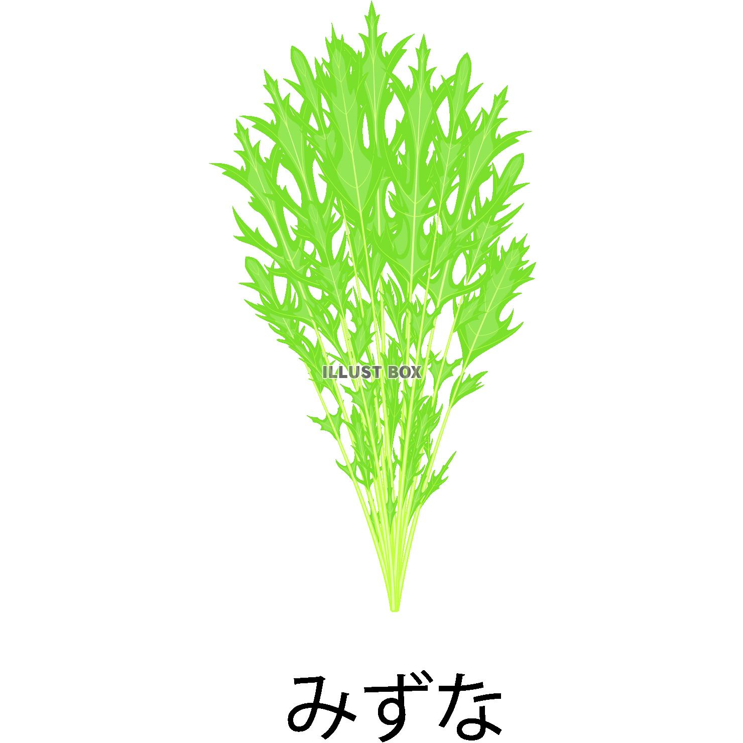 水菜アイコン(png・CSeps） 