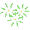 エーデルワイスの花(png・CSeps）