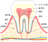 歯の構造(png・CSeps）
