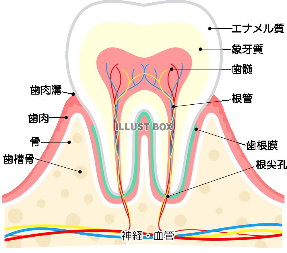歯の構造(png・CSeps）