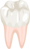 奥歯(png・CSeps）