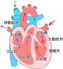 心臓(png・CSeps）