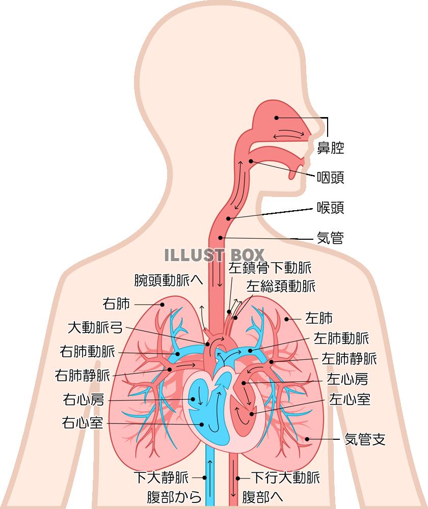 肺と心臓(png・CSeps）