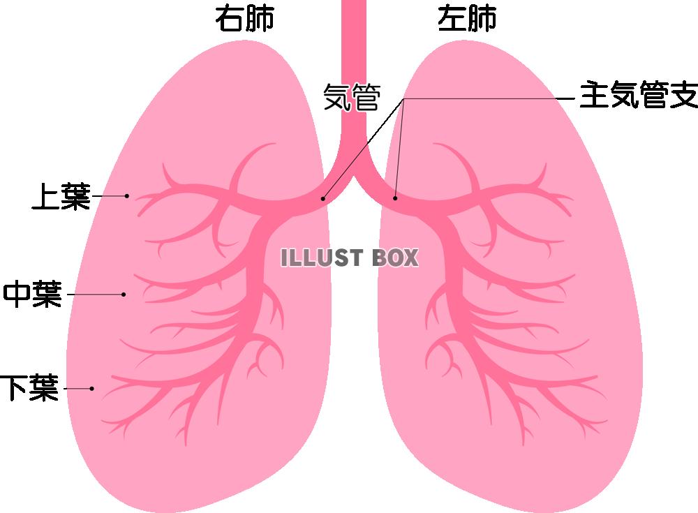 肺(png・CSeps）