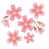 桜とつぼみのイラスト【透過PNG】