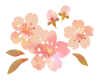水彩な桜　透過PNG