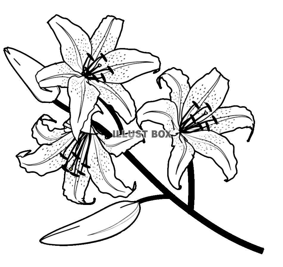 百合の花２