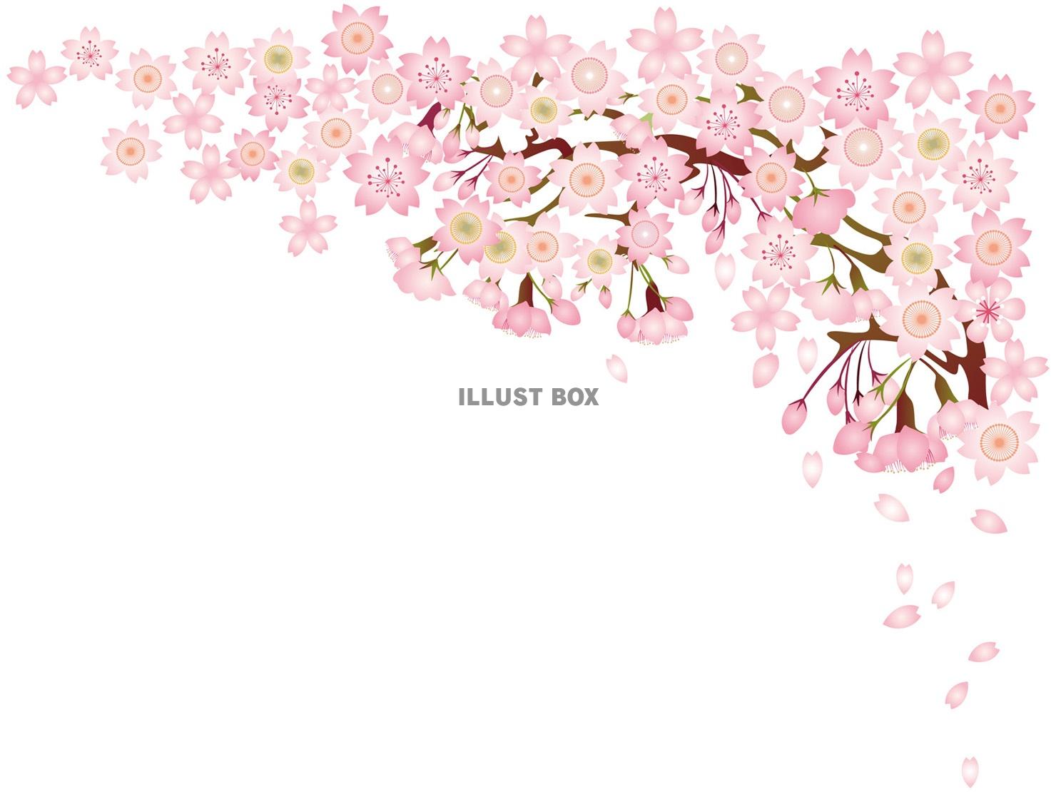 お花桜さくらサクラ春植物満開お花見ホワイトデー三月３月3月四...