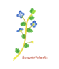 野の花スケッチ　オオイヌノフグリ