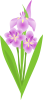 菖蒲の花1