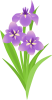 菖蒲の花2