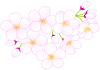 さくらの花とつぼみ
