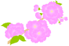 八重桜（濃い色）３
