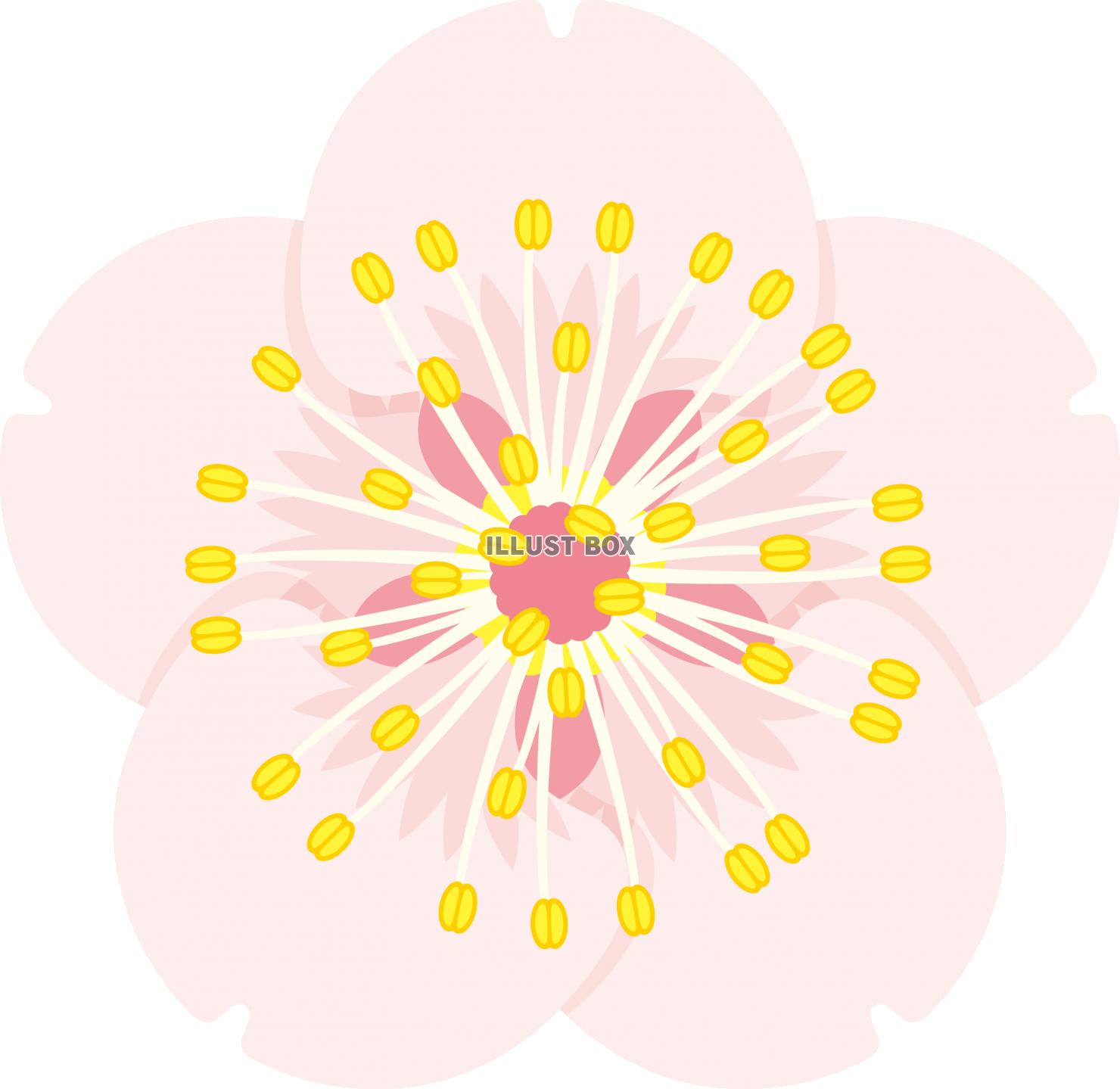 花　フラワー　梅の花　白梅