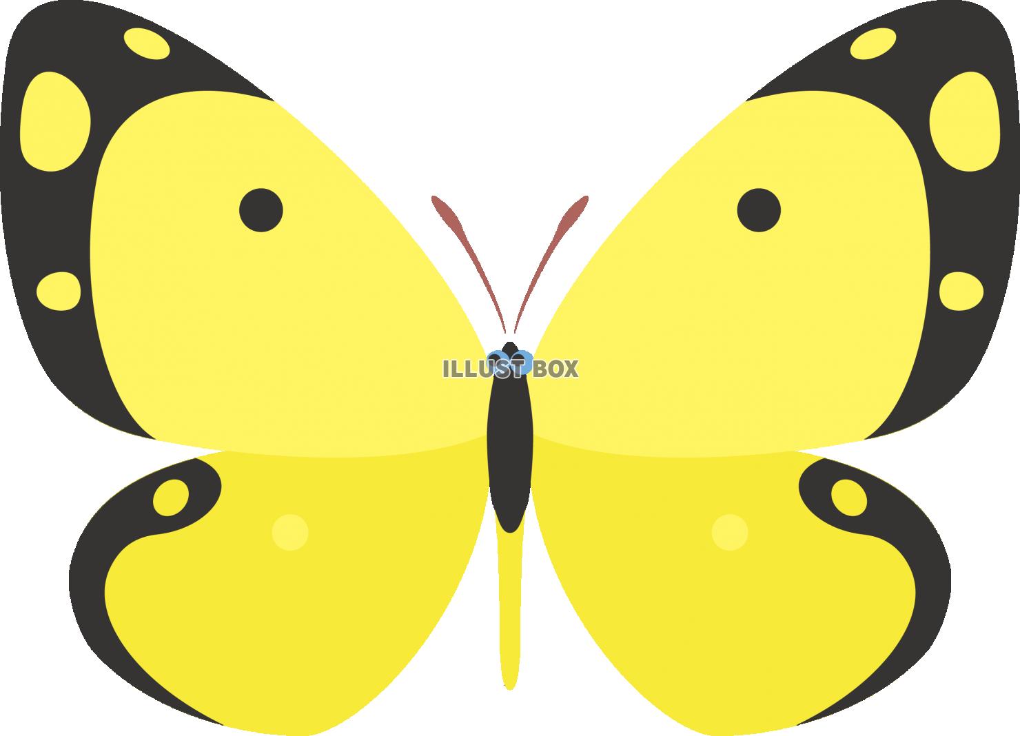 昆虫　黄色いモンキチョウ