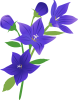 桔梗の花2