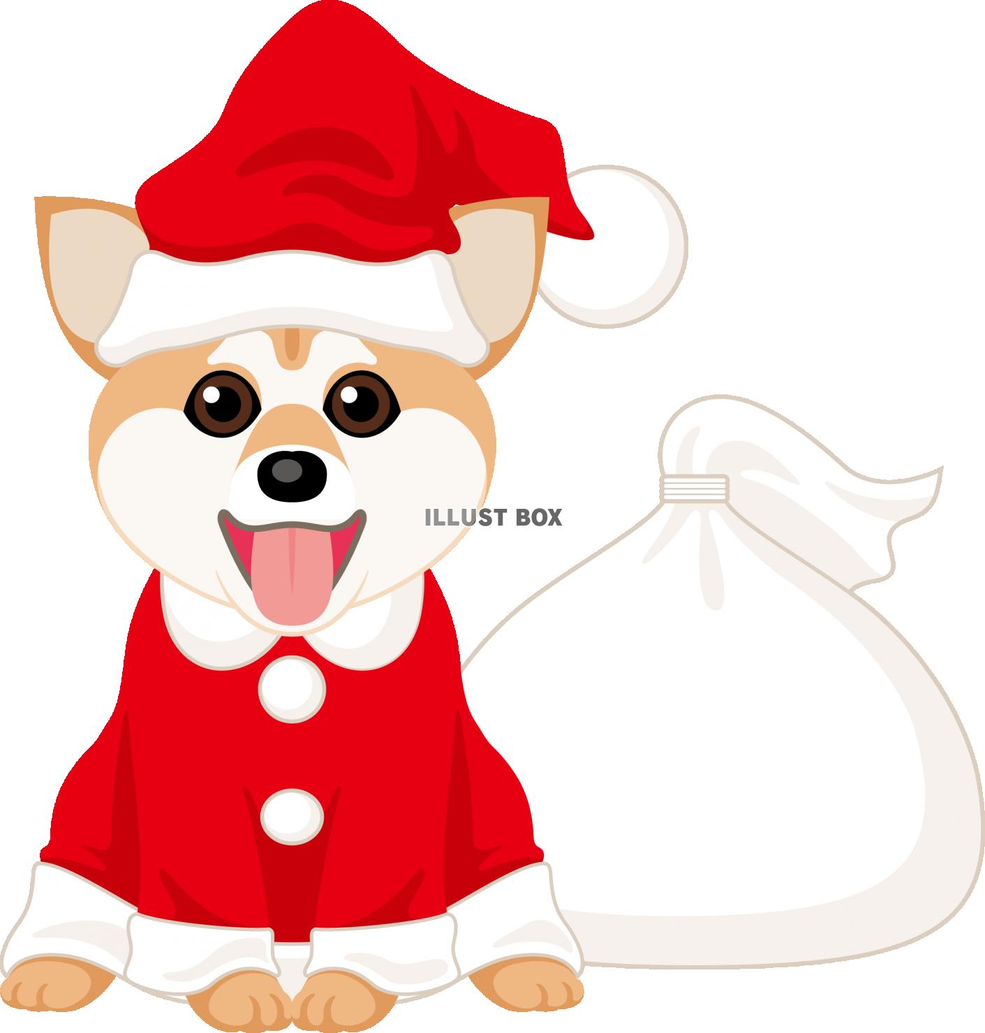 クリスマス　サンタ　柴犬