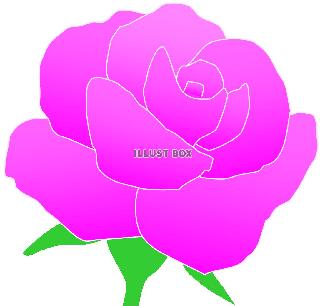 ピンクのバラのお花