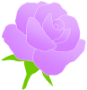 紫のバラのお花