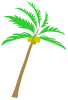 椰子（ココヤシ）の木