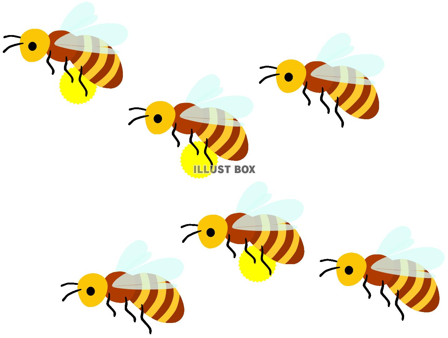 花粉を運ぶみつばち（ミツバチ・蜂・昆虫）
