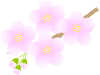 小枝のさくら３（春、桜、サクラ、お花見）