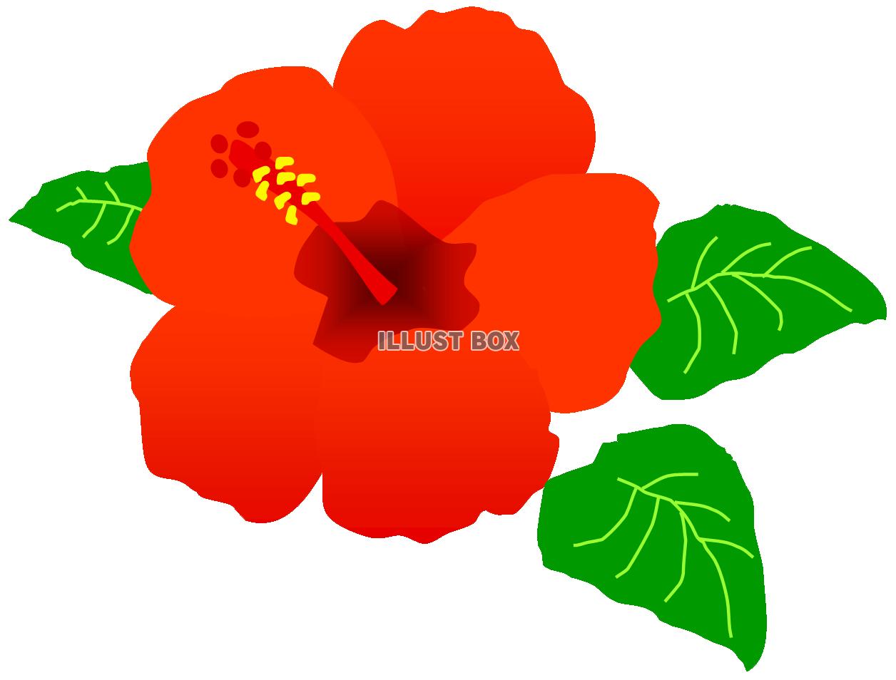 ハイビスカスのお花　赤（夏、南国、トロピカル）